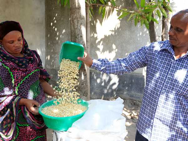 maize harvest stored in hermetic storage bags