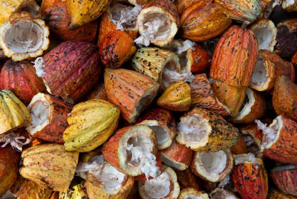 Collected cocoa fruits
